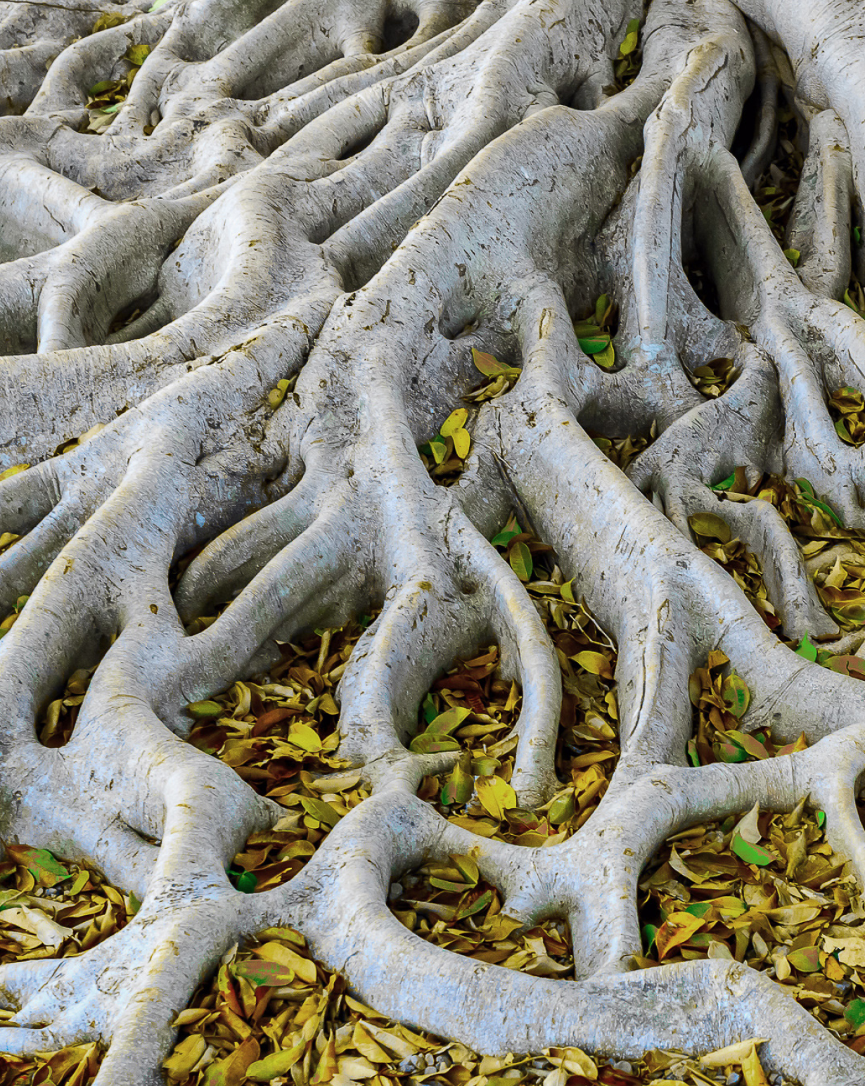 Wurzeln von einem großen Baum